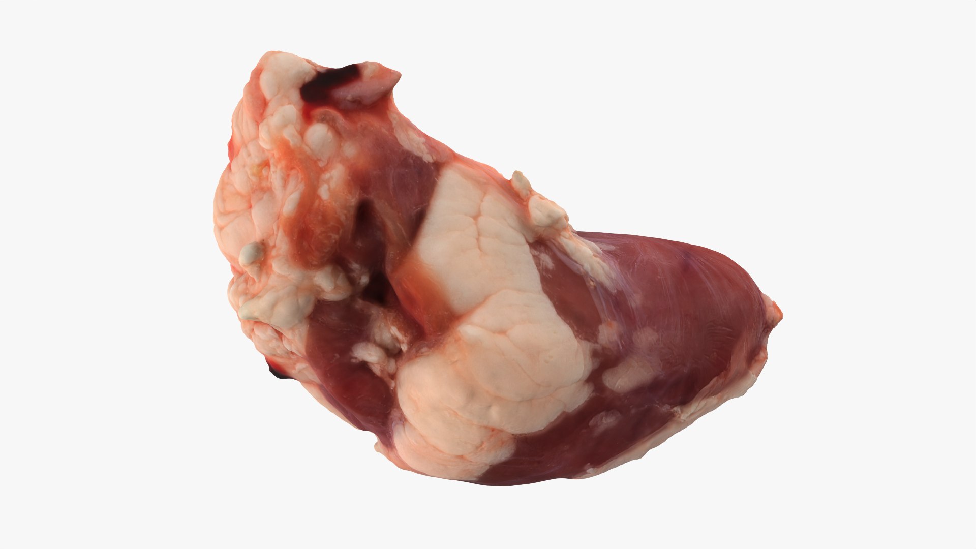 Chicken Heart 02 - Raw Scan 3D model https://p.turbosquid.com/ts-thumb/v9/Eo1Nwk/wg/chickenheart02_0003b/png/1765131490/1920x1080/fit_q87/d59955789f1015e07d6273a8257f59998fb8dff8/chickenheart02_0003b.jpg