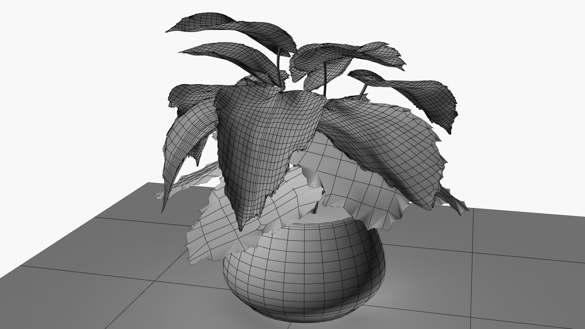 3D Begonia Rex model https://p.turbosquid.com/ts-thumb/v9/H83e2p/Bp/wireframe/jpg/1721476150/1920x1080/fit_q87/35baadb346d6c8c71faa28c3a90f1a180c41b889/wireframe.jpg