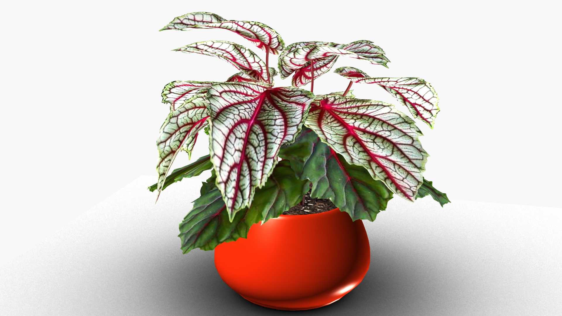 3D Begonia Rex model https://p.turbosquid.com/ts-thumb/v9/H83e2p/Gu/bego/jpg/1721476178/1920x1080/turn_fit_q99/d68f986236d9b108eee171ead9ab310a865f15f1/bego-1.jpg