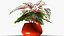 Begonia Rex