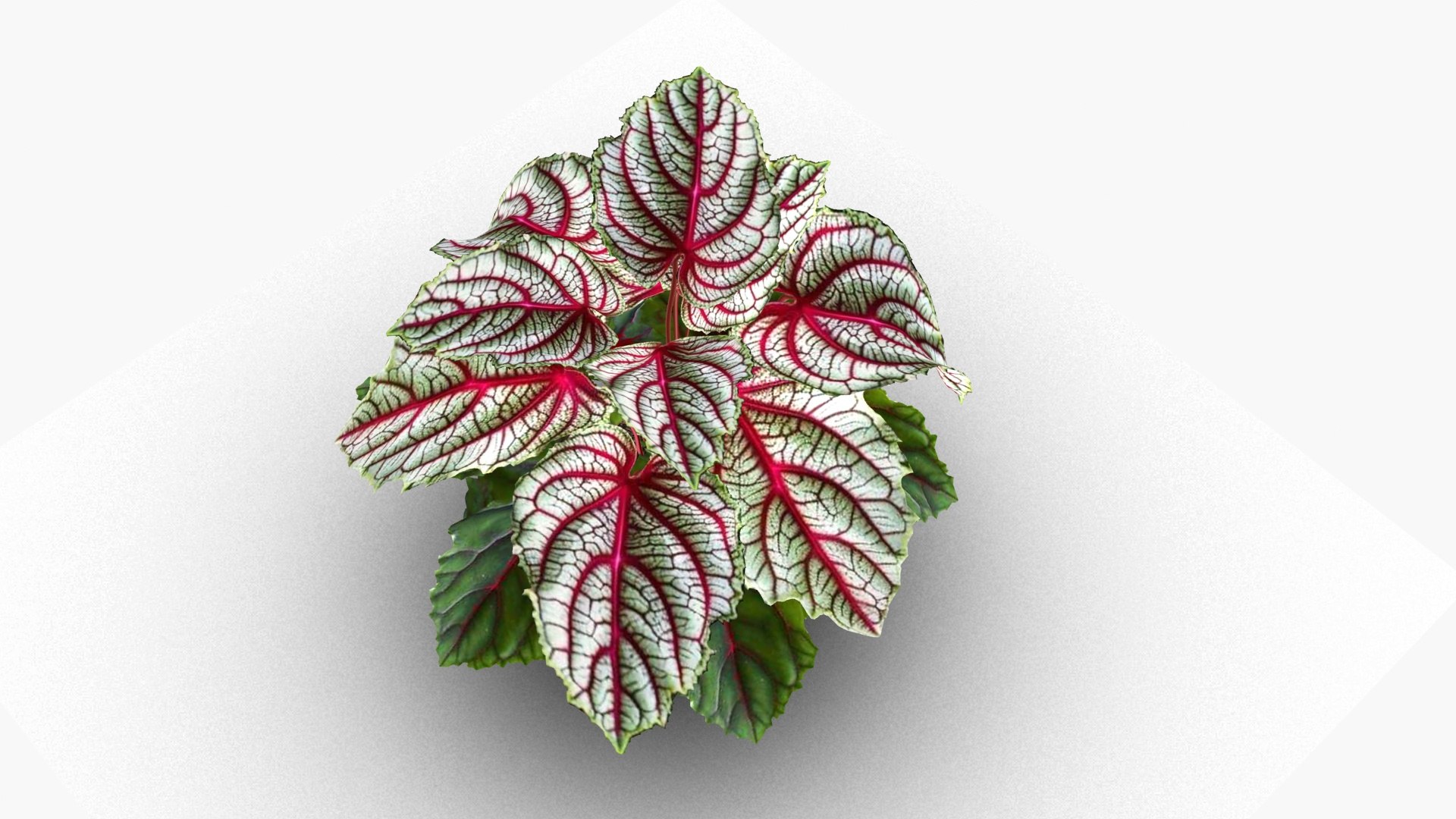 3D Begonia Rex model https://p.turbosquid.com/ts-thumb/v9/H83e2p/No/ps4/jpg/1721476116/1920x1080/fit_q87/5ab1988621523fec99900d032a8af28b9d62bcd8/ps4.jpg