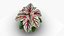 Begonia Rex