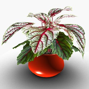 3D Begonia Rex model