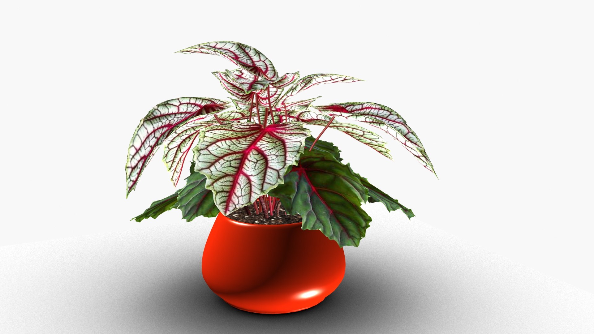 3D Begonia Rex model https://p.turbosquid.com/ts-thumb/v9/H83e2p/s6/ps2/jpg/1721476084/1920x1080/fit_q87/c52bf657562021c0f9e37ab4cf468118a5cf6bc8/ps2.jpg