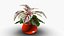 Begonia Rex
