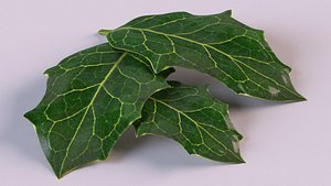 holly leaf plant nature 3D model