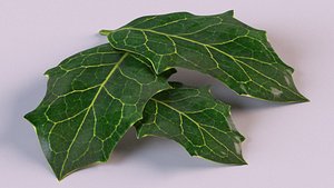 Holly leaf