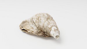 Fine de Claire Oyster