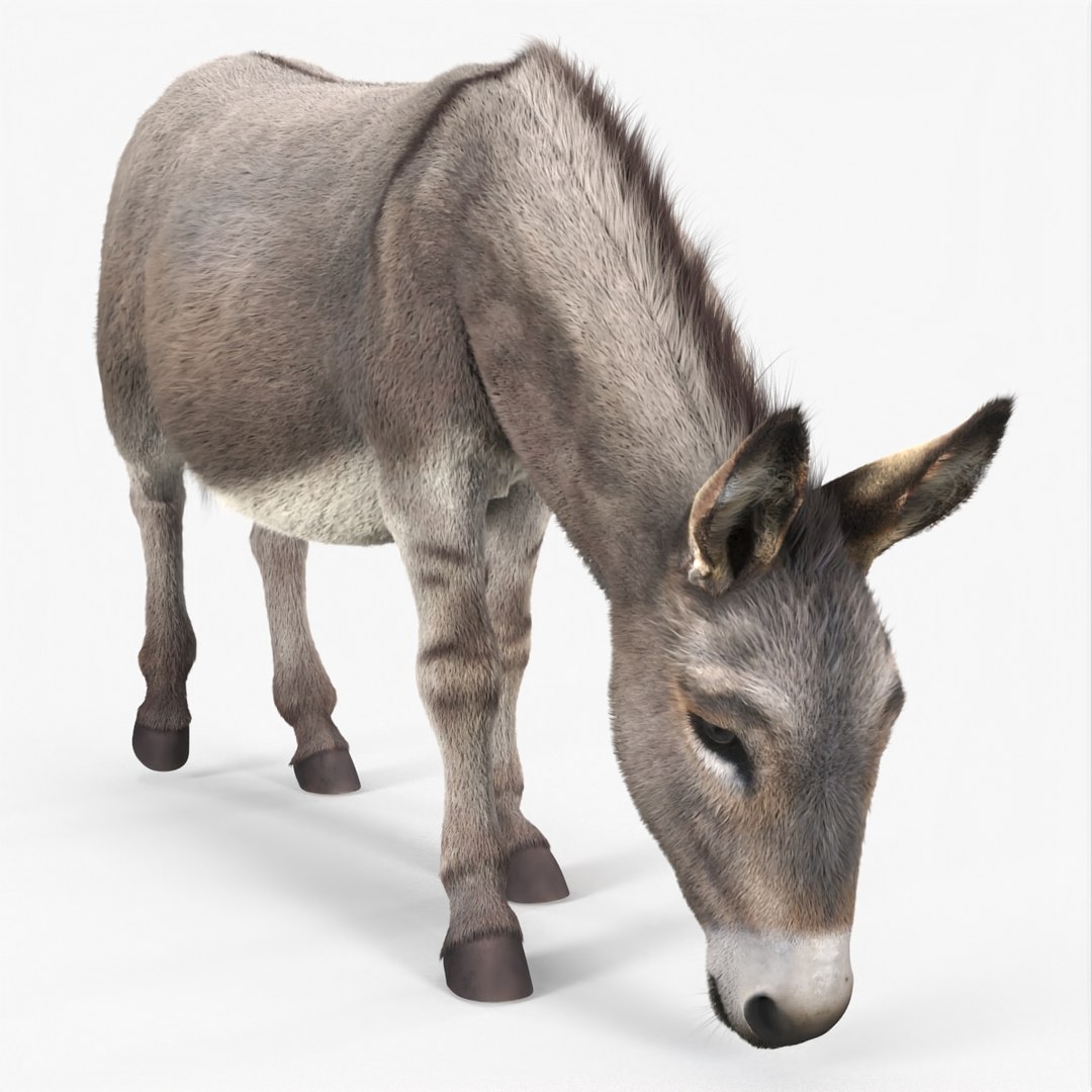 Grazing Donkey Animal Fur 3D model preview