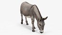 Grazing Donkey Animal Fur