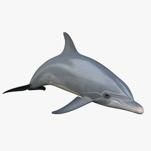 3d bottlenose dolphin rigged