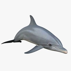 Dolphin Rigged