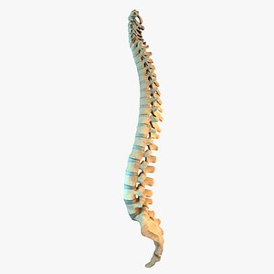 Spine