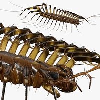 House Centipede Fur