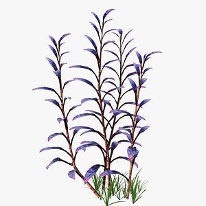 the Ornamental Plant