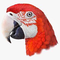 Red Green Macaw Parrot Head
