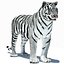 Tiger Amur White Animated