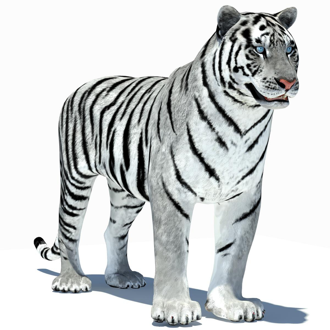 max tiger amur white animation https://p.turbosquid.com/ts-thumb/v9/y2zuc4/9tmEJFDe/amur_tiger_animation/jpg/1358365832/1920x1080/turn_fit_q99/1fb2f4d9fbd0972540cb62e505429fcabf128603/amur_tiger_animation-1.jpg