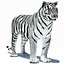 Tiger Amur White Animated
