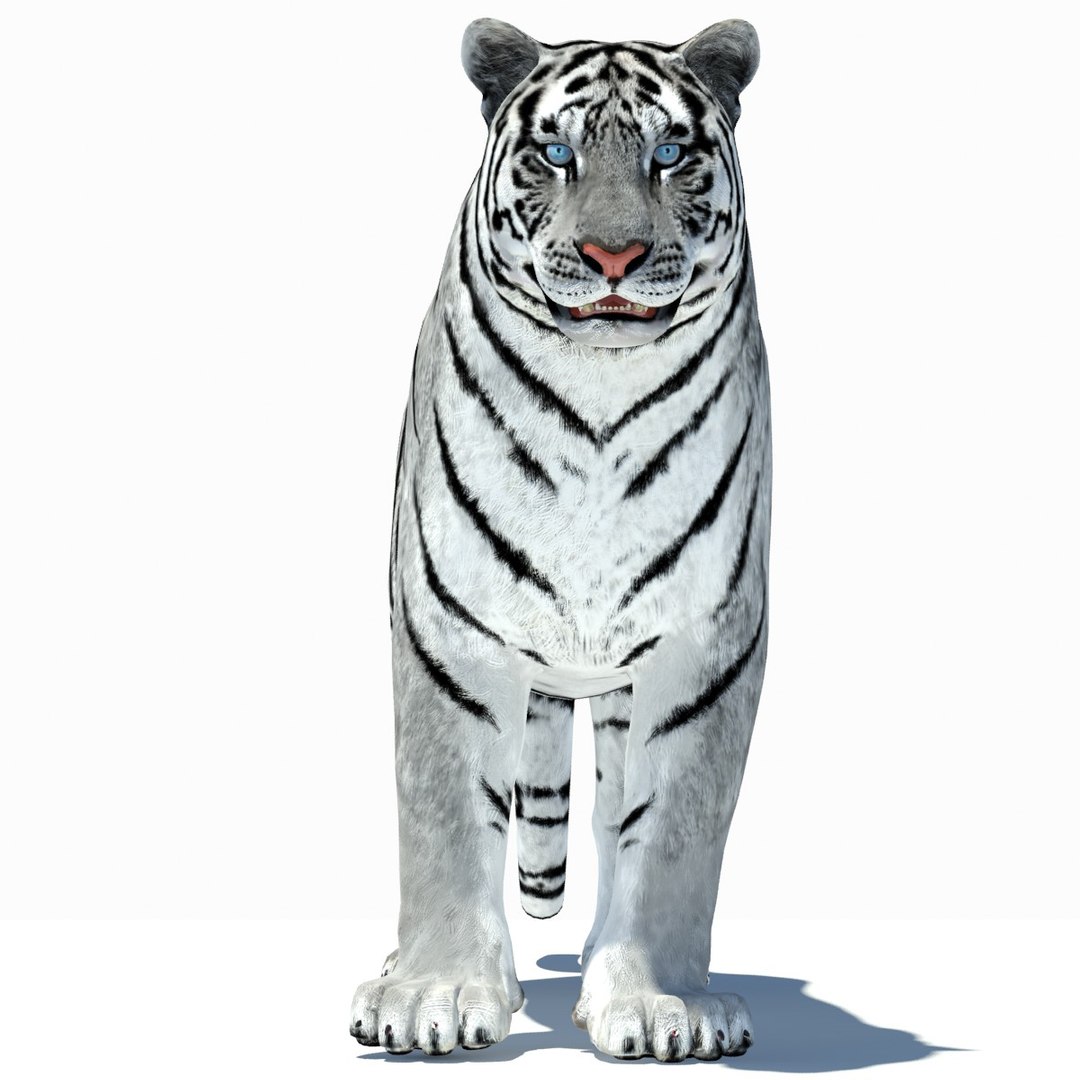 Max Tiger Amur White Animation