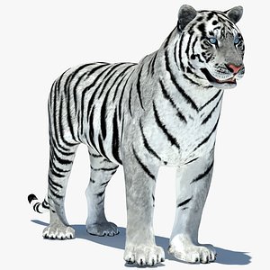 Tiger Amur White Animated