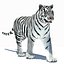 Tiger Amur White Animated