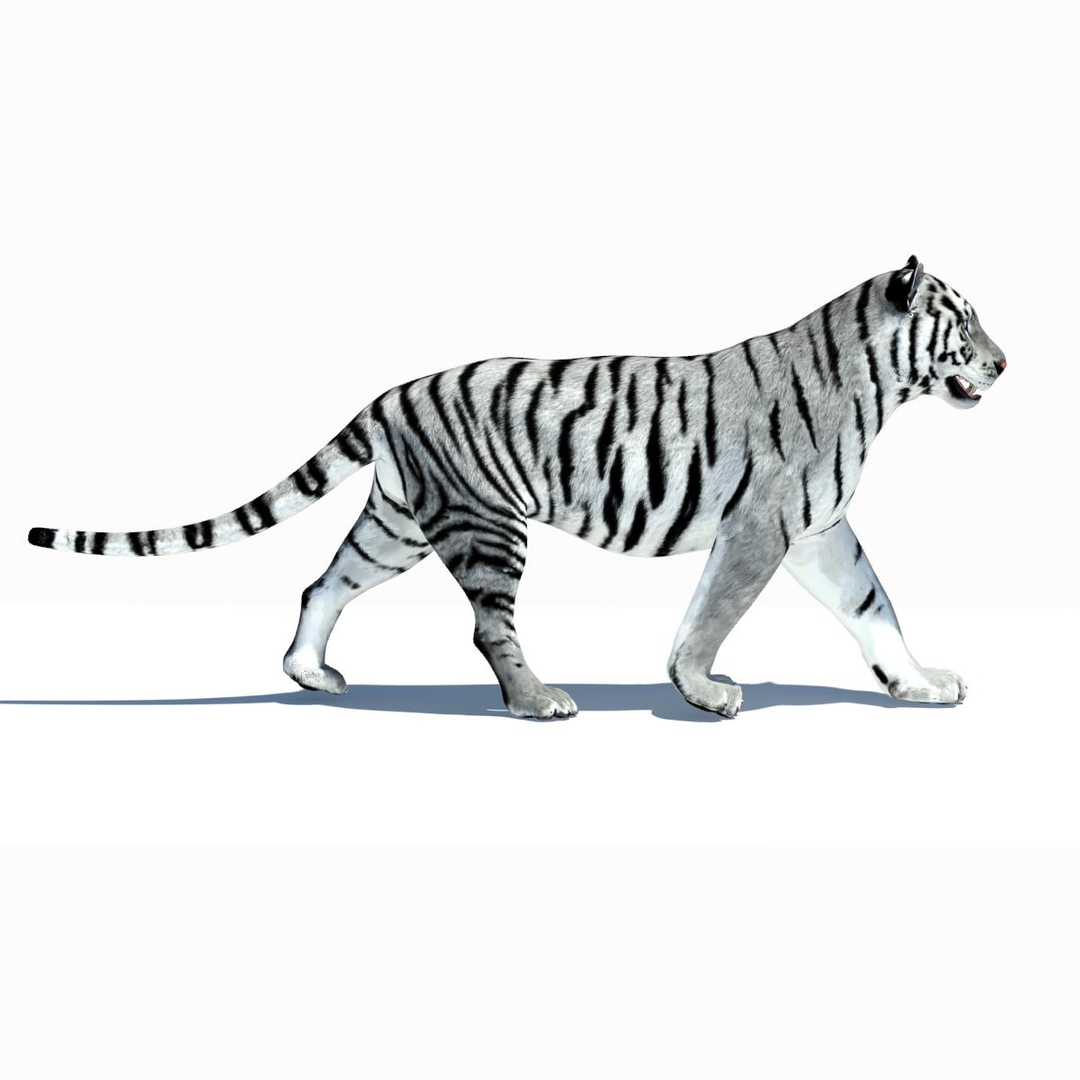 max tiger amur white animation https://p.turbosquid.com/ts-thumb/v9/y2zuc4/wbjYJuoc/amur_tiger_walk/jpg/1358368750/1920x1080/turn_fit_q99/c3c88ec6963bd7ea26b93b4454b39da701c548bf/amur_tiger_walk-1.jpg