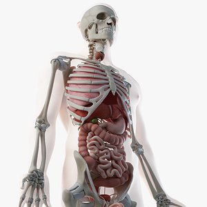 3D male skin skeleton organs model