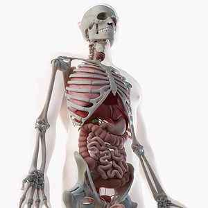 Male Skin, Skeleton And Organs Rigged
