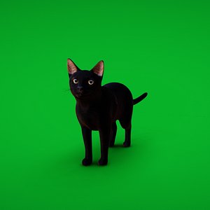 Bombay Cat