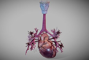 heart airway pulmonary 3D model