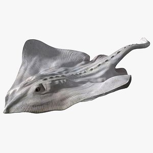 Bathyraja Lindbergi White Rigged for Cinema 4D 3D model