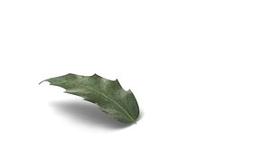 3d model tree flower
