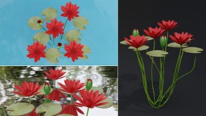 Water Lily Red 3D model