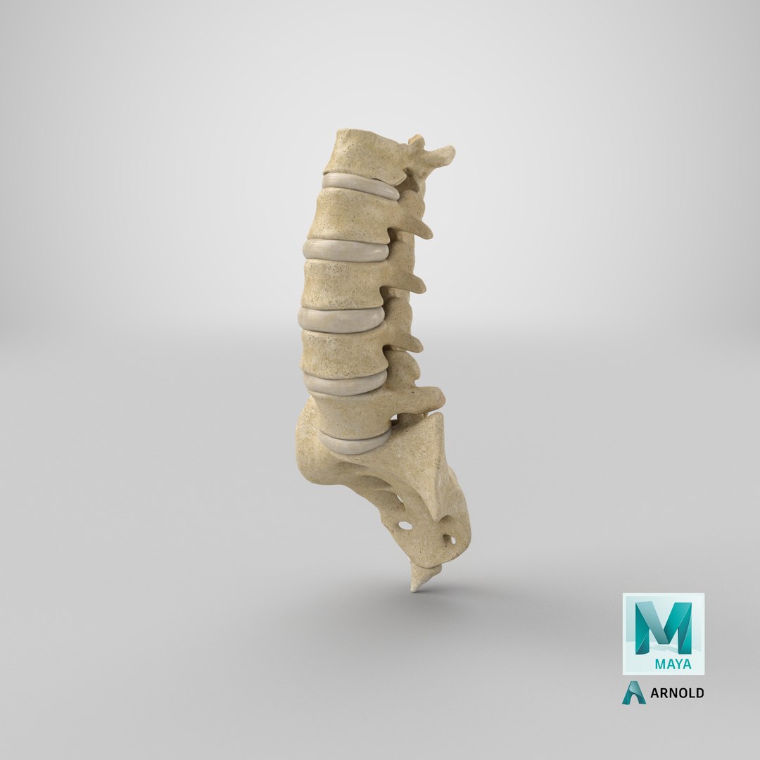 real human lumbar sacrum model https://p.turbosquid.com/ts-thumb/vB/L8f9Fx/5h/stemcell_maya_arnold_render/png/1616770815/1920x1080/fit_q87/4bda85b4e3a2efaf48f70a3ea9cccbdb9cad0432/stemcell_maya_arnold_render.jpg