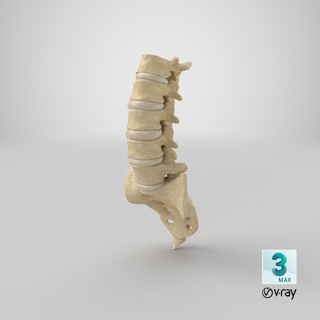 real human lumbar sacrum model https://p.turbosquid.com/ts-thumb/vB/L8f9Fx/nr/stemcell_max_vray_render/png/1616770814/1920x1080/fit_q87/ec5478d3f9ba48bf738f51984e9c9b91b1f45a28/stemcell_max_vray_render.jpg