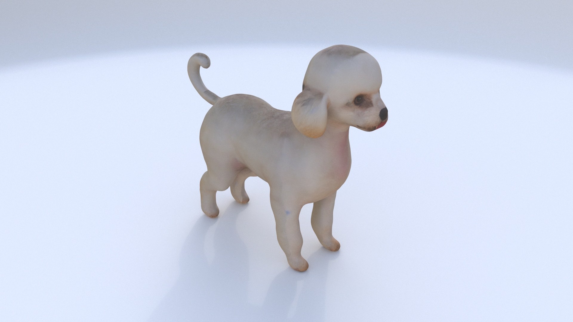 Poodle 3D Model - TurboSquid 2333763