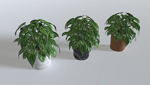 Pot Tropical Plant 3 model