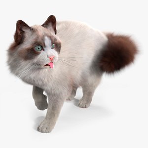 Ragdoll Cat Fur Rigged for Cinema 4D