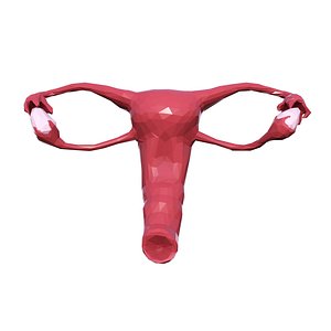 Female reproductive system