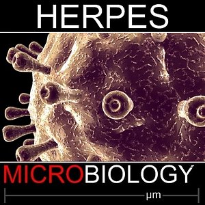 Herpes Virus c4d
