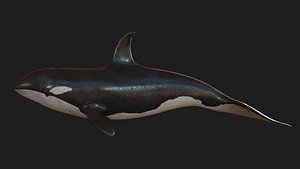 Orca Whale model
