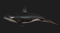 Orca Whale