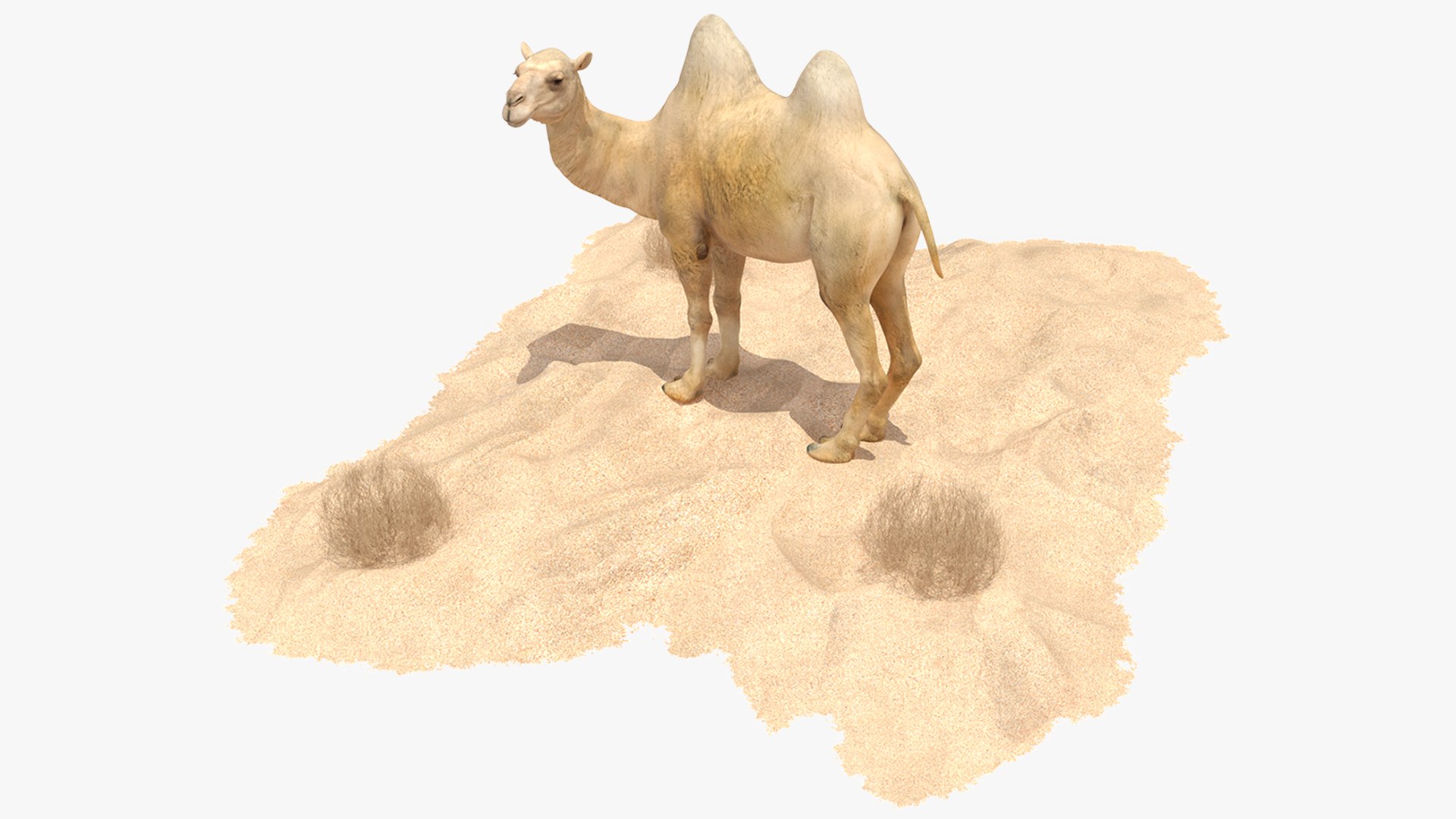 Bactrian Camel on Desert Sand 3D model preview