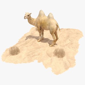Bactrian Camel on Desert Sand