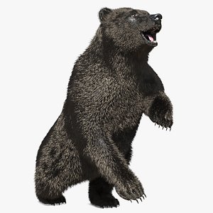 3D model Realistic Grizzly Bear Idle Stance Dark Brown Fur Rigged