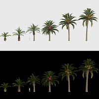 Phoenix canariensis - Canary Island date palm 3D model