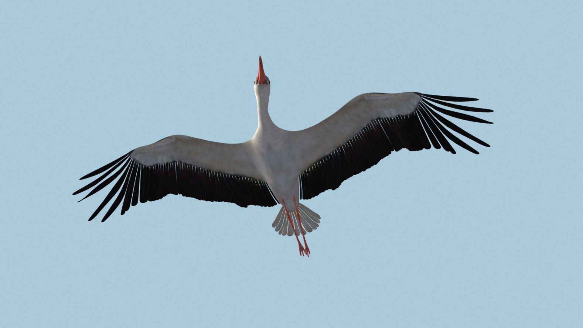white stork rigged animation flying max https://p.turbosquid.com/ts-thumb/vC/HmOIyl/0KfjYJ3R/2/jpg/1400747534/1920x1080/fit_q87/06d1fa1118b5aad8f142bbf17c0adac1dd44f94e/2.jpg