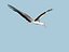 MODELLO BASSO POLY WHITE STORK 3D COMPLETAMENTE STAGIONATO E ANIMATO