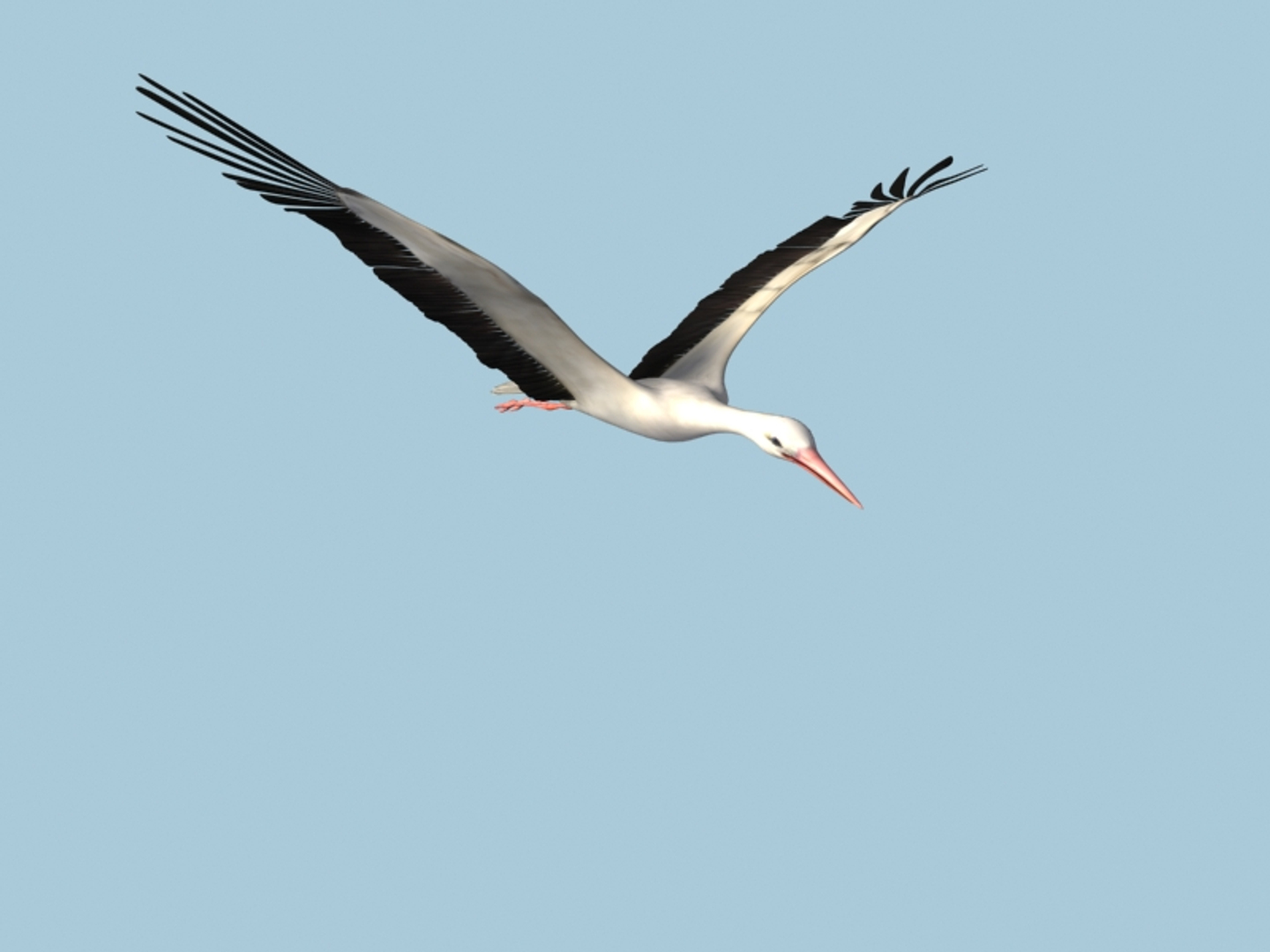 white stork rigged animation flying max https://p.turbosquid.com/ts-thumb/vC/HmOIyl/0halsTtQ/turn/jpg/1400747628/1920x1080/turn_fit_q99/ae3e4a1dc6bb54c6e883efa8ec44605bf88cb3be/turn-1.jpg